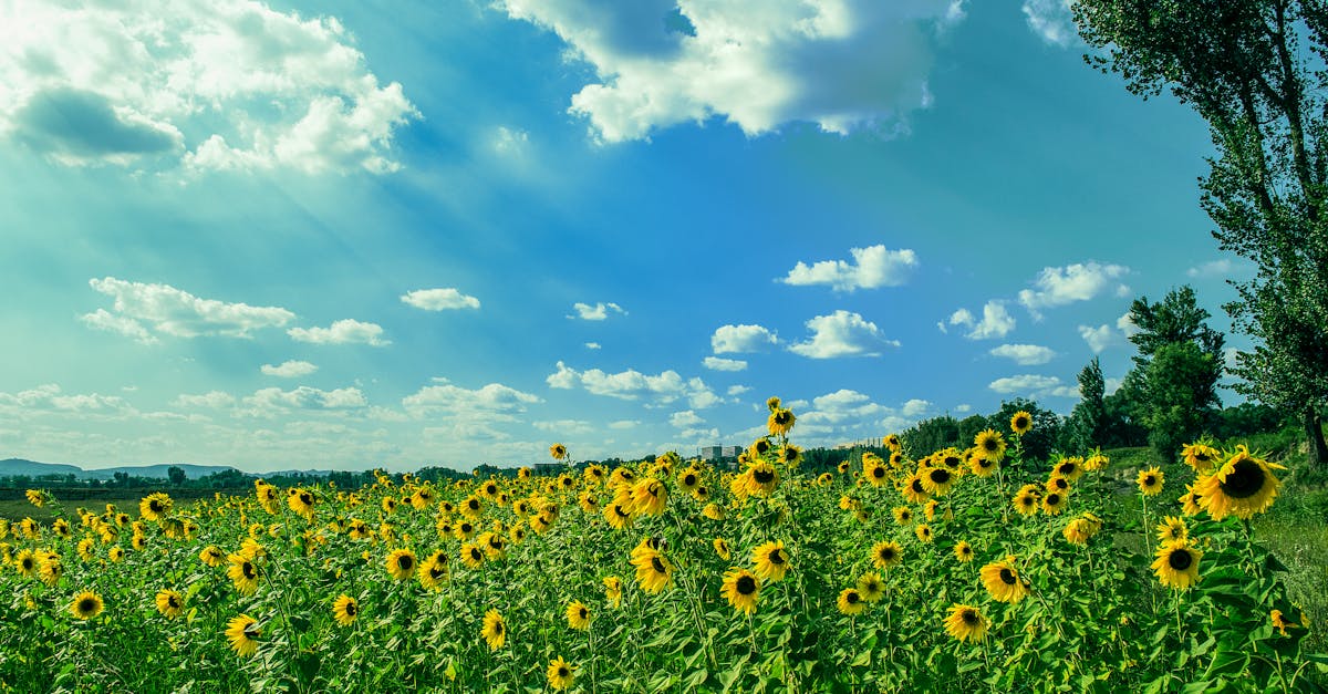 découvrez comment les allergies au pollen affectent des millions de personnes chaque année. apprenez à identifier les symptômes, à gérer les réactions allergiques et à trouver des solutions pour passer une saison pollinique sereine.