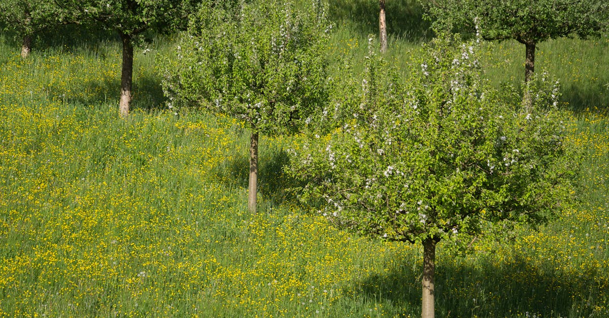 découvrez tout ce que vous devez savoir sur les allergies au pollen : symptômes, causes, traitements et conseils pour soulager vos allergies saisonnières. ne laissez pas le pollen gâcher vos journées et apprenez à mieux gérer vos réactions allergiques.