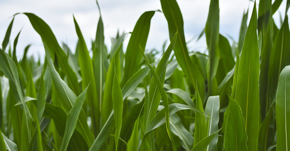 découvrez l'agriculture régénérative, une pratique écoresponsable qui vise à revitaliser les sols, protéger la biodiversité et renforcer la durabilité des systèmes agricoles. apprenez comment cette approche innovante contribue à la lutte contre le changement climatique tout en améliorant la qualité des produits agricoles.