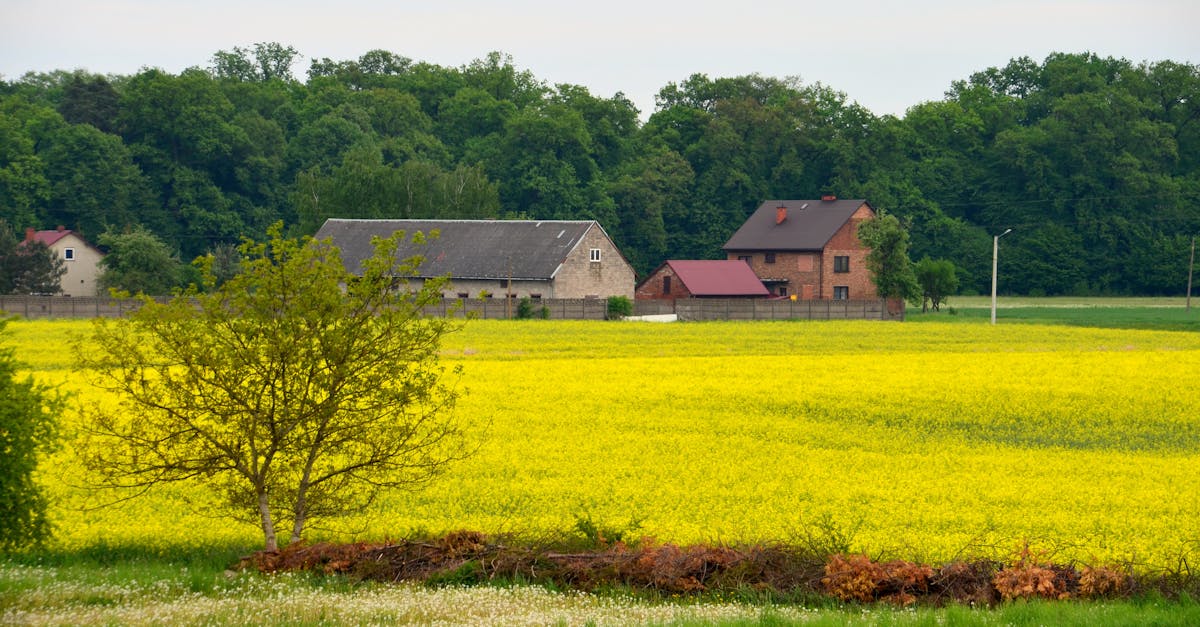 découvrez l'agriculture régénérative, une approche durable qui vise à restaurer la santé des sols, à promouvoir la biodiversité et à lutter contre le changement climatique tout en produisant des aliments de manière responsable et respectueuse de l'environnement.
