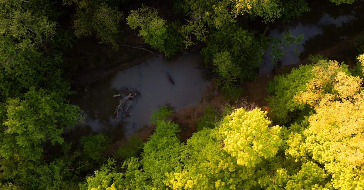 découvrez l'importance des zones humides, leurs écosystèmes riches et leur rôle crucial dans la biodiversité, la régulation de l'eau et la lutte contre le changement climatique.