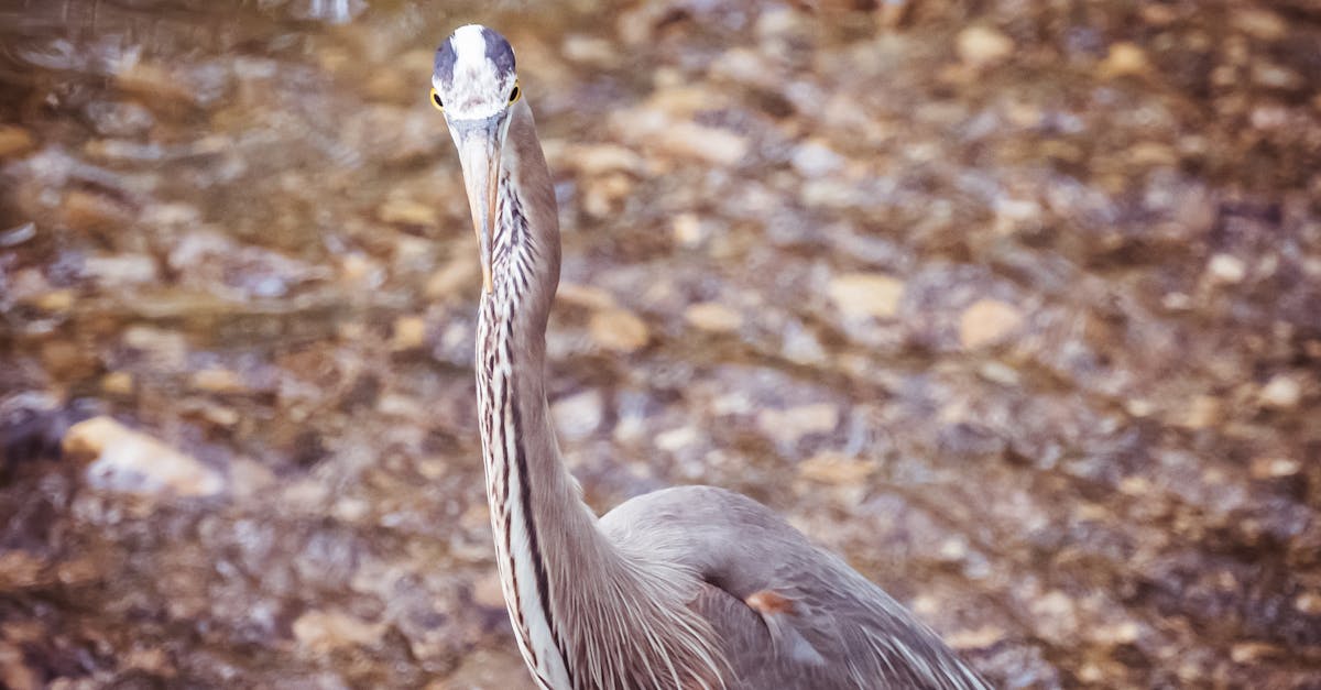 découvrez l'importance des zones humides pour la biodiversité et la régulation des écosystèmes. apprenez comment ces milieux naturels participent à la lutte contre le changement climatique et soutiennent une multitude d'espèces. explorez les défis de conservation des zones humides et l'impact des activités humaines sur leur santé.