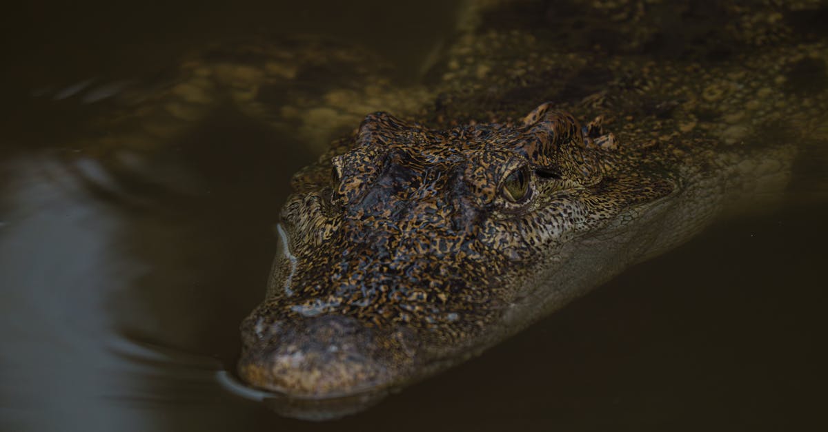 découvrez l'importance des zones humides pour l'écosystème, leur biodiversité unique, et leur rôle crucial dans la lutte contre le changement climatique. apprenez également comment préserver ces habitats essentiels pour les générations futures.