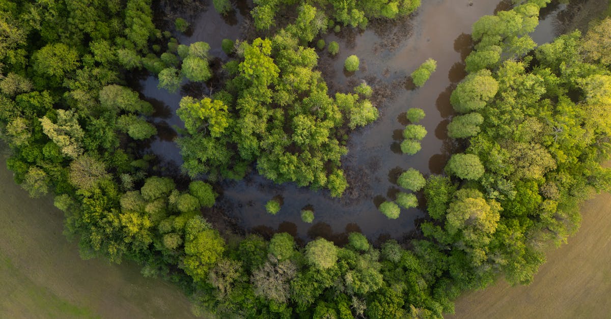 découvrez l'importance des zones humides, ces écosystèmes riches en biodiversité qui jouent un rôle crucial dans la régulation de l'eau, la protection de la faune et la lutte contre le changement climatique.