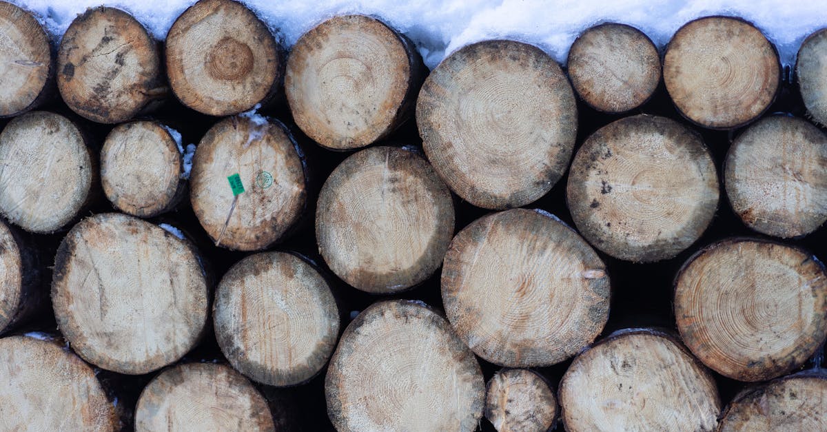 Ressources forestières : comprendre leur rôle dans la biodiversité et l’économie
