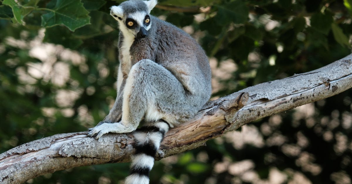 découvrez l'importance de la biodiversité pour notre planète, les menaces qui pèsent sur les écosystèmes et les actions que nous pouvons entreprendre pour préserver la richesse de la vie sous toutes ses formes.