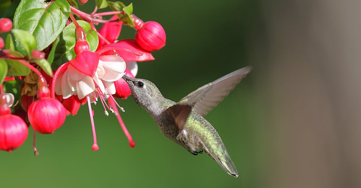 découvrez la richesse de la biodiversité, essentielle à l'équilibre des écosystèmes et à la santé de notre planète. explorez comment la diversité des espèces contribue à notre environnement et à notre bien-être quotidien.