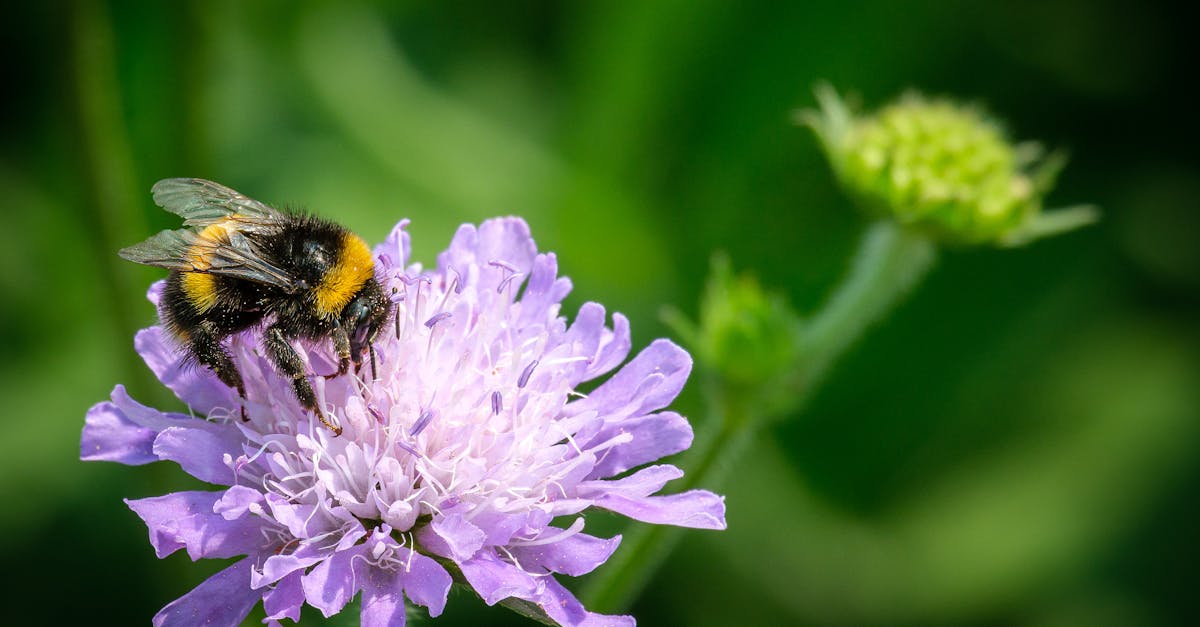 découvrez l'importance de la biodiversité et son rôle essentiel dans l'équilibre des écosystèmes. explorez les menaces qui pèsent sur la faune et la flore, ainsi que les actions à entreprendre pour préserver notre patrimoine naturel.