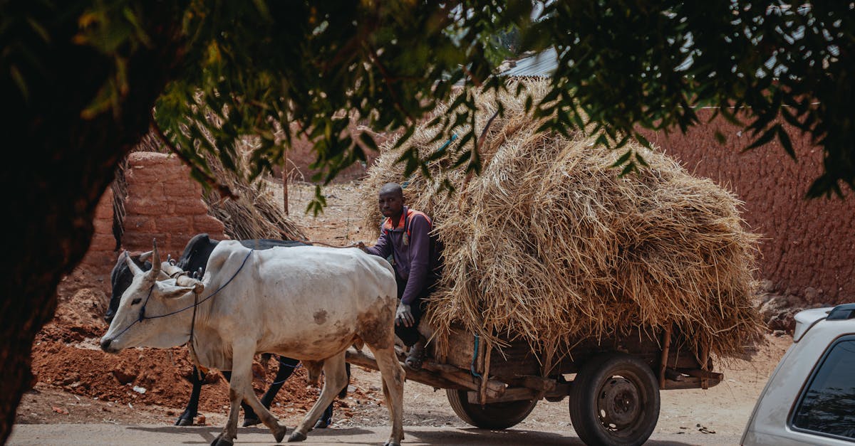explorez l'intersection entre le climat et l'économie, où les solutions durables peuvent transformer les défis environnementaux en opportunités économiques. découvrez comment une économie verte peut favoriser la croissance tout en protégeant notre planète.
