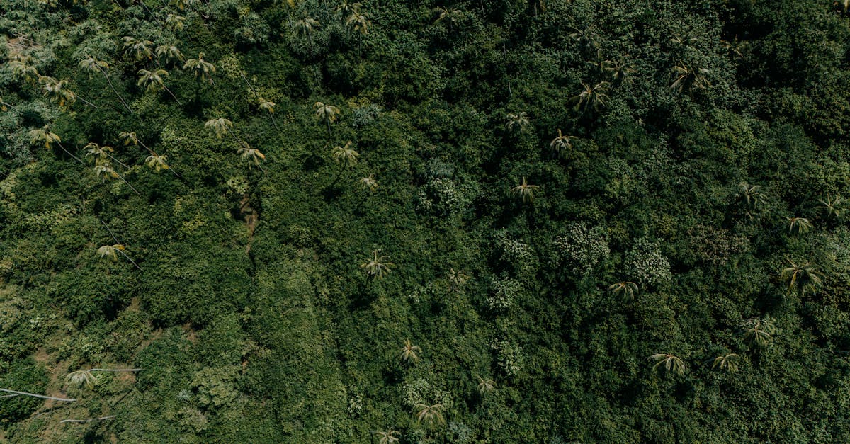 découvrez les initiatives climatiques innovantes qui transforment notre monde. explorez les projets durables, les actions communautaires et les solutions écologiques pour lutter contre le changement climatique et préserver notre planète pour les générations futures.