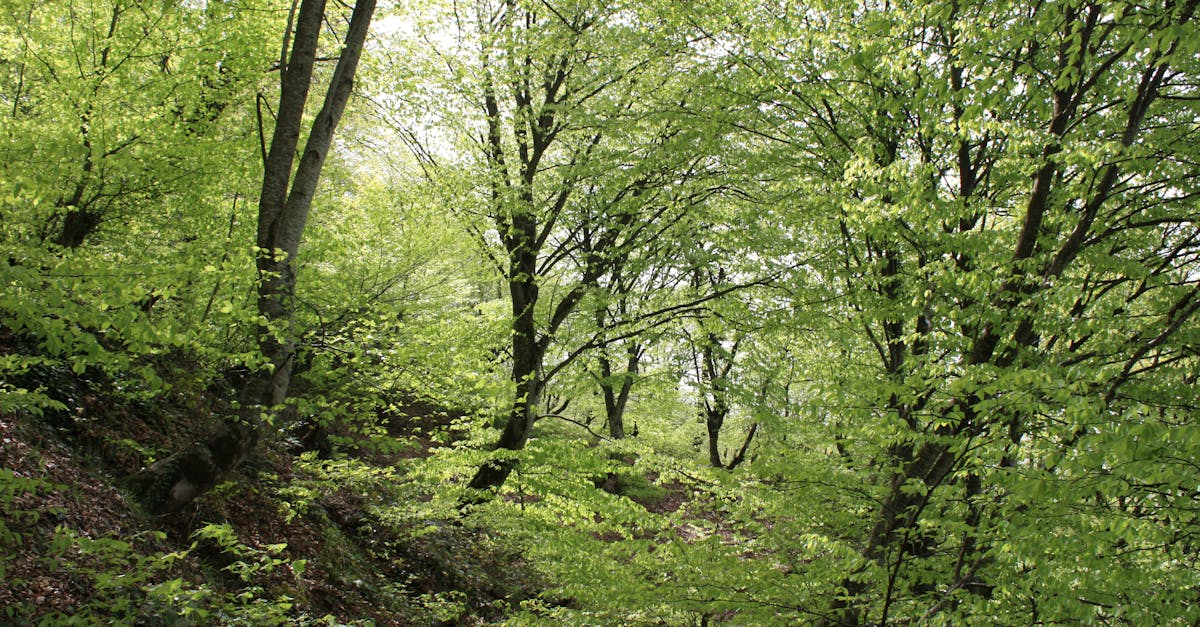 découvrez des initiatives climatiques innovantes qui visent à lutter contre le changement climatique, promouvoir la durabilité et encourager la protection de notre planète. rejoignez le mouvement pour un avenir plus vert et participez à des actions concrètes pour préserver notre environnement.