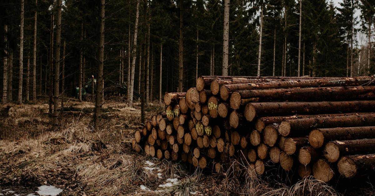 découvrez les enjeux et stratégies des politiques climatiques qui visent à lutter contre le changement climatique, à promouvoir le développement durable et à assurer un avenir écologique. plongez dans l'analyse des actions des gouvernements et des organisations pour un monde plus vert.