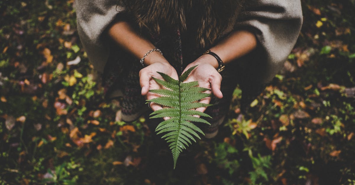 découvrez l'importance de l'environnement et son impact sur notre vie quotidienne. explorez des solutions pour préserver notre planète et adopter des pratiques durables.