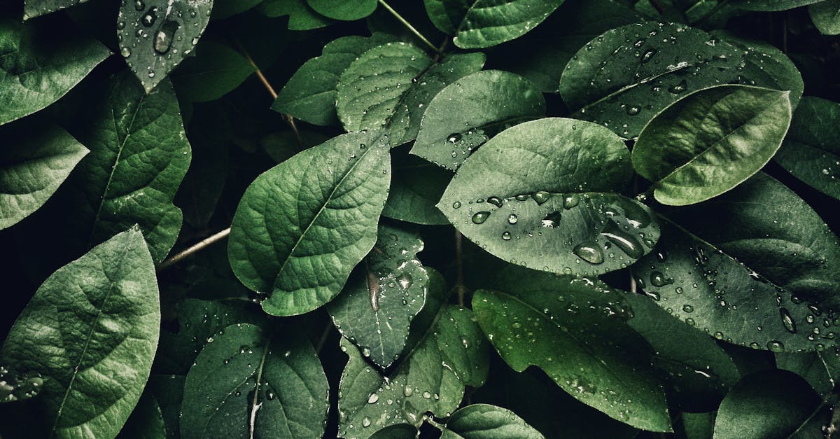 découvrez l'importance de la préservation de l'environnement, les enjeux écologiques actuels et les actions que chacun peut entreprendre pour protéger notre planète. informez-vous sur les solutions durables et les initiatives pour un avenir plus vert.