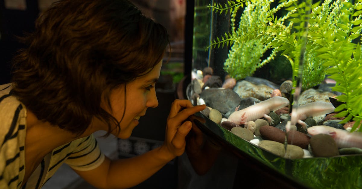 découvrez l'importance de l'éducation environnementale pour sensibiliser et former les générations futures à la protection de notre planète. apprenez comment intégrer des pratiques durables et des concepts écologiques dans l'enseignement pour promouvoir une conscience environnementale.
