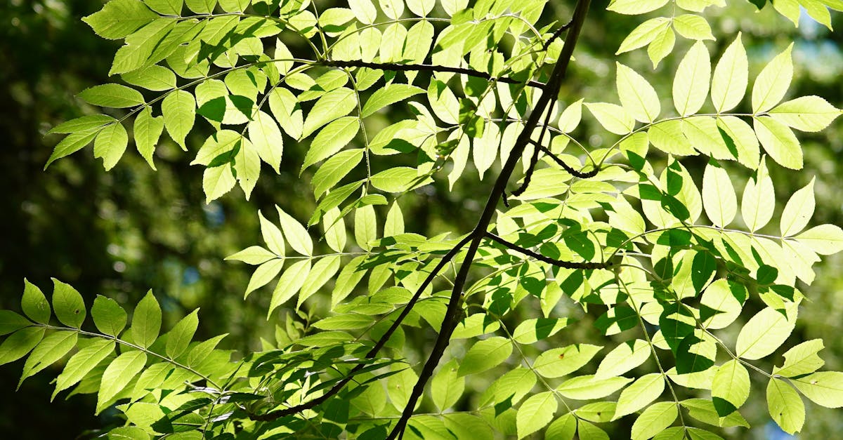 découvrez l'importance de l'étiquetage environnemental, qui permet aux consommateurs de faire des choix éclairés sur les produits durables et respectueux de l'environnement. apprenez comment ces labels influencent vos décisions d'achat et contribuent à un avenir meilleur pour notre planète.