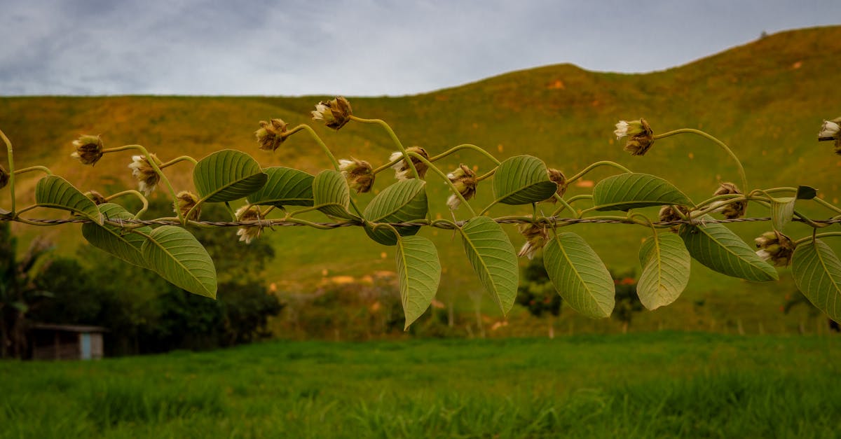 découvrez comment les minorités environnementales œuvrent pour la justice écologique. plongez dans les défis auxquels elles font face et les solutions innovantes qu'elles proposent pour préserver notre planète tout en défendant leurs droits.