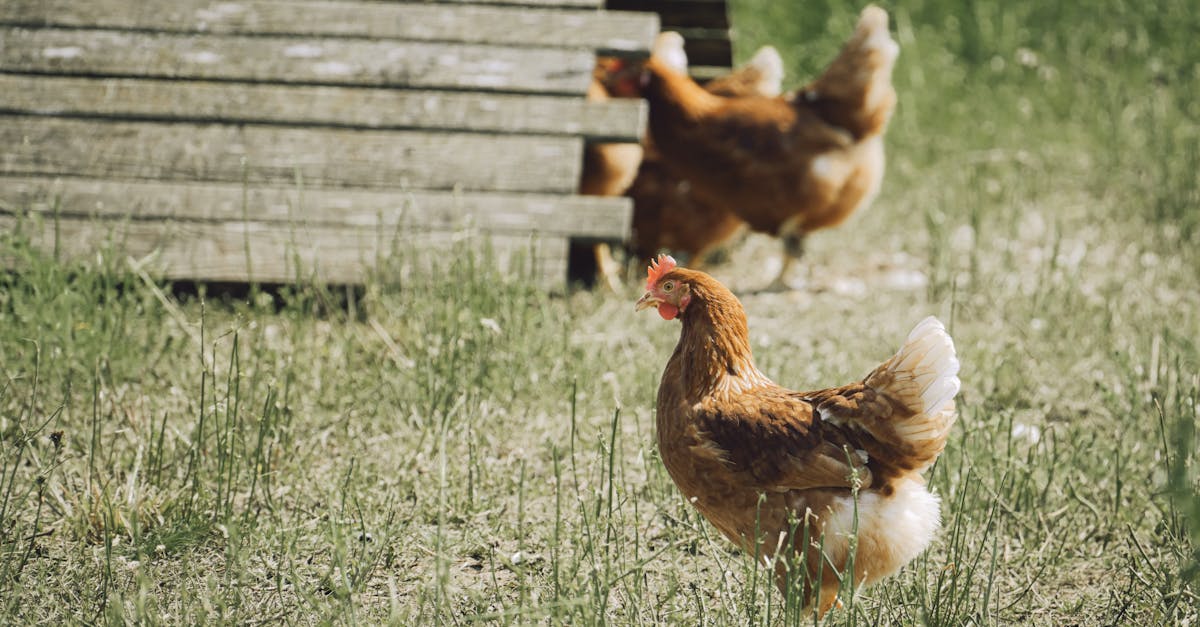 découvrez comment les minorités environnementales, souvent négligées, luttent pour la justice écologique. explorez leurs défis, leurs perspectives uniques et les solutions qu'elles apportent pour un avenir durable.