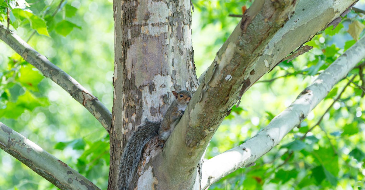 découvrez notre politique environnementale engagée visant à promouvoir la durabilité, réduire notre empreinte carbone et protéger la biodiversité. rejoignez-nous dans nos initiatives pour un avenir plus vert.