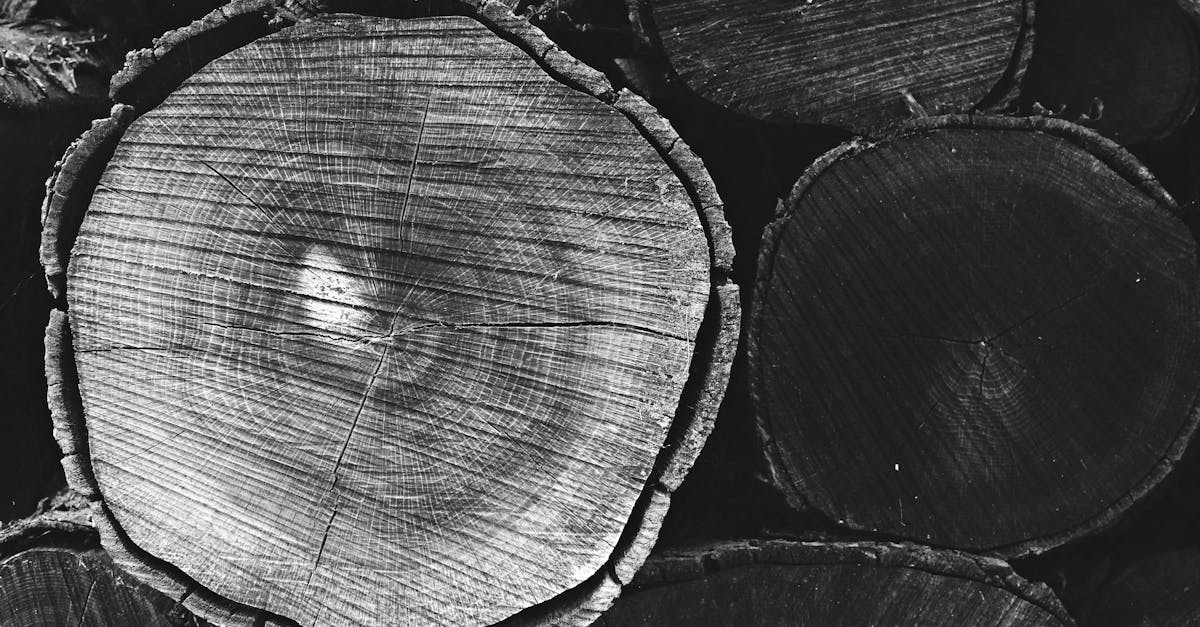 découvrez les ressources forestières, leur importance pour l'environnement, l'économie et la biodiversité. apprenez comment la gestion durable des forêts contribue à la préservation des écosystèmes et au bien-être des générations futures.