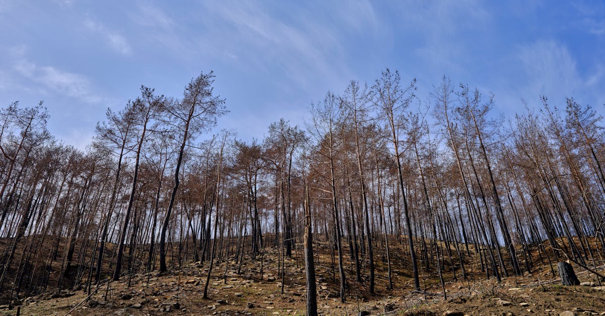 découvrez les initiatives de restauration des habitats, essentielles pour préserver la biodiversité et favoriser la résilience des écosystèmes. apprenez comment ces projets contribuent à la réhabilitation des milieux naturels et à la protection des espèces menacées.