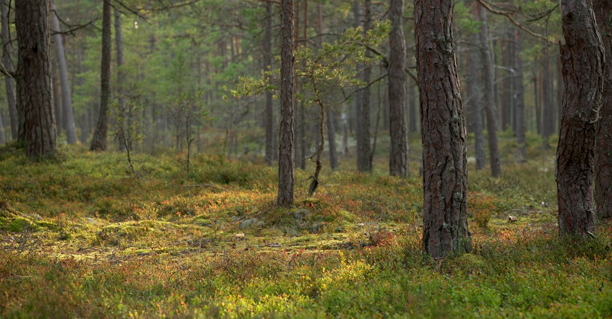 découvrez l'importance de la restauration des habitats pour préserver la biodiversité et lutter contre le changement climatique. apprenez des techniques innovantes et des initiatives réussies pour revitaliser les écosystèmes naturels.