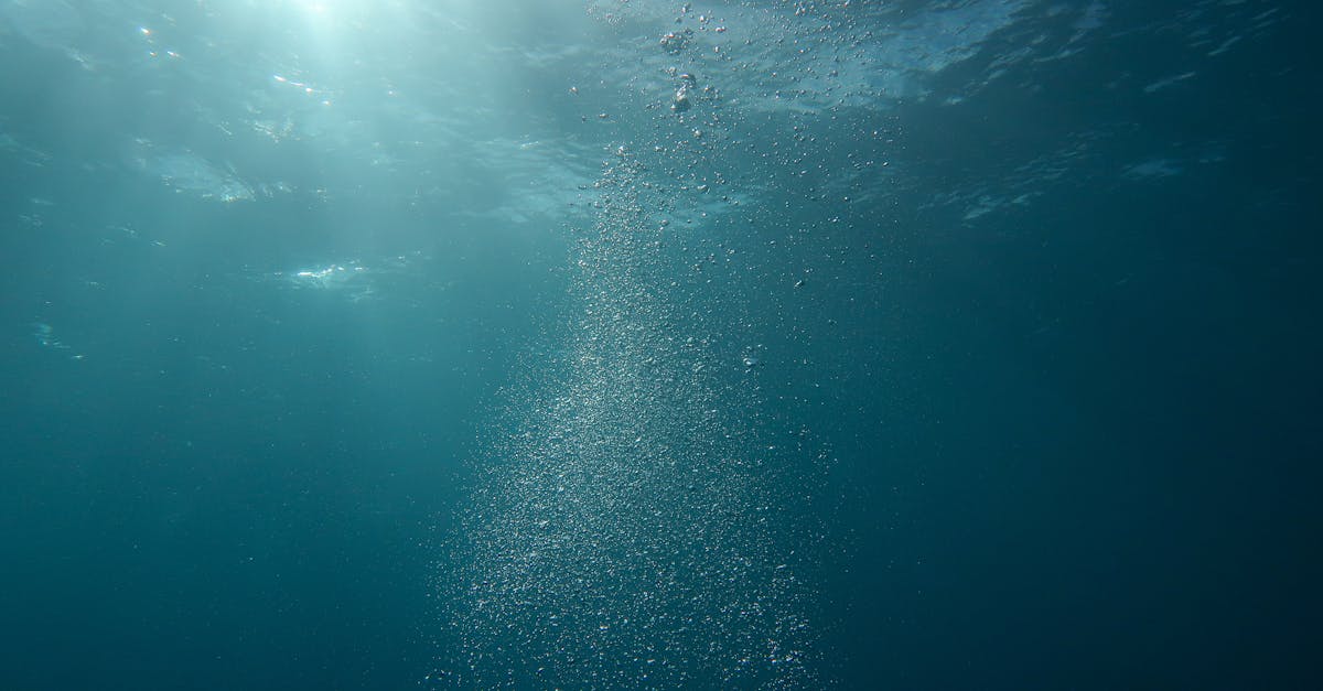 explorez les mystères de l'océan, un vaste monde sous-marin regorgeant de vie, de merveilles naturelles et de paysages époustouflants. plongez dans ses profondeurs et découvrez la biodiversité fascinante qui compose cet écosystème unique.