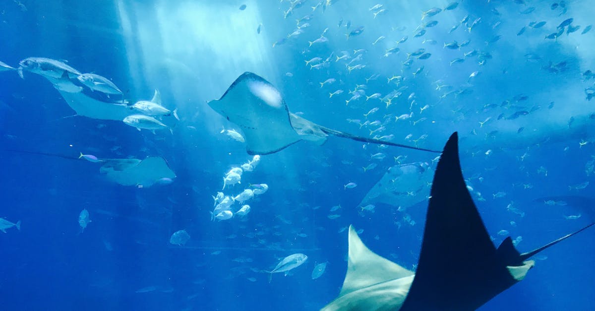 découvrez la beauté et la richesse de l'océan, un écosystème fascinant qui abrite une biodiversité incroyable. plongez dans ses profondeurs, explorez ses plages et apprenez davantage sur la protection de cet environnement essentiel pour notre planète.