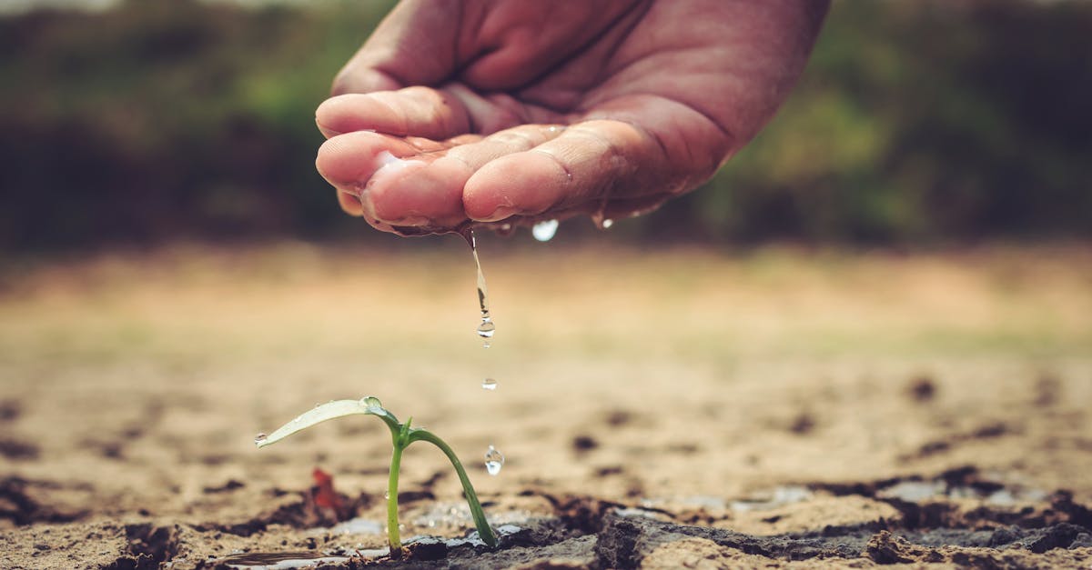 découvrez les pratiques de l'agriculture résiliente qui permettent de s'adapter aux défis environnementaux tout en garantissant la durabilité et la productivité des cultures. explorez des solutions innovantes pour un avenir agricole plus robuste.