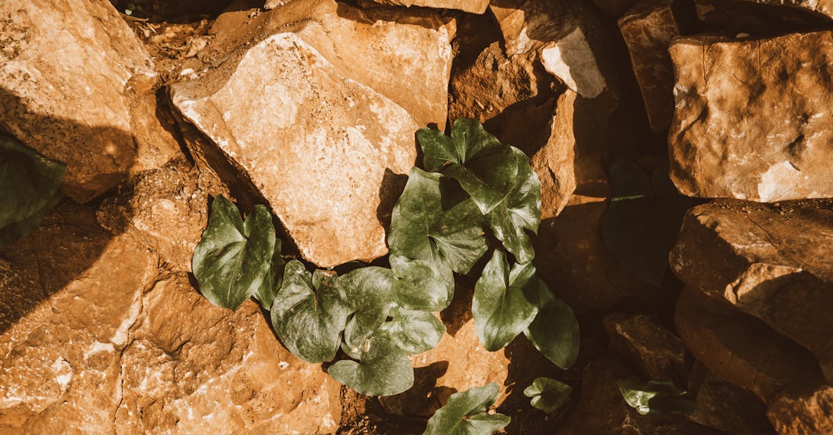 découvrez l'agriculture résiliente, une approche innovante qui allie durabilité et productivité. apprenez comment les techniques adaptatives cultivent des sols sains, préservent les ressources naturelles et répondent aux défis climatiques, tout en garantissant une sécurité alimentaire pour les générations futures.