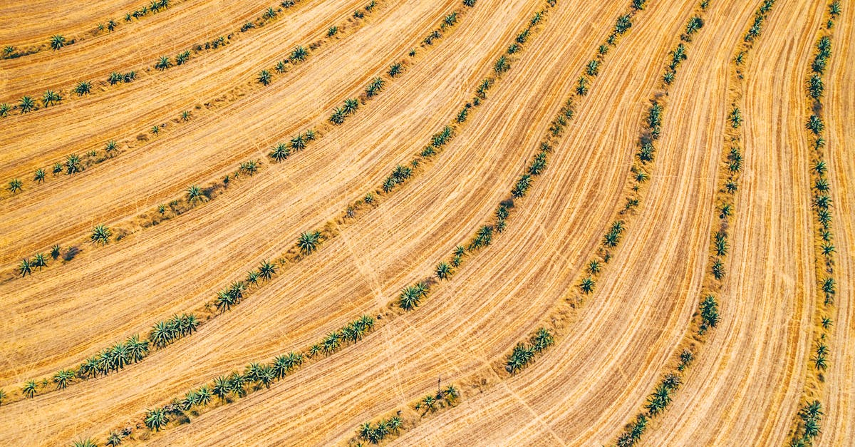 découvrez comment l'aviation durable révolutionne le transport aérien avec des pratiques et des technologies respectueuses de l'environnement. explorez les initiatives qui visent à réduire l'empreinte carbone et à promouvoir une aviation plus verte pour un avenir durable.