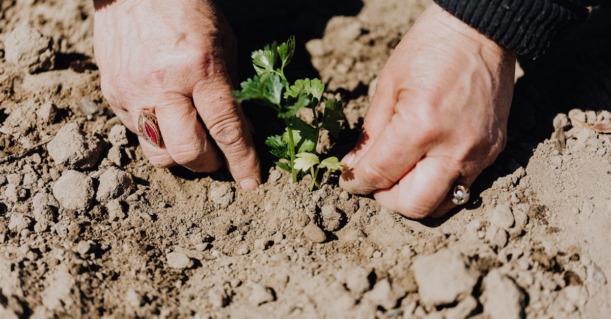 découvrez des solutions durables pour lutter contre le changement climatique. explorez des initiatives éco-responsables et des pratiques qui protègent notre planète tout en favorisant un avenir durable.