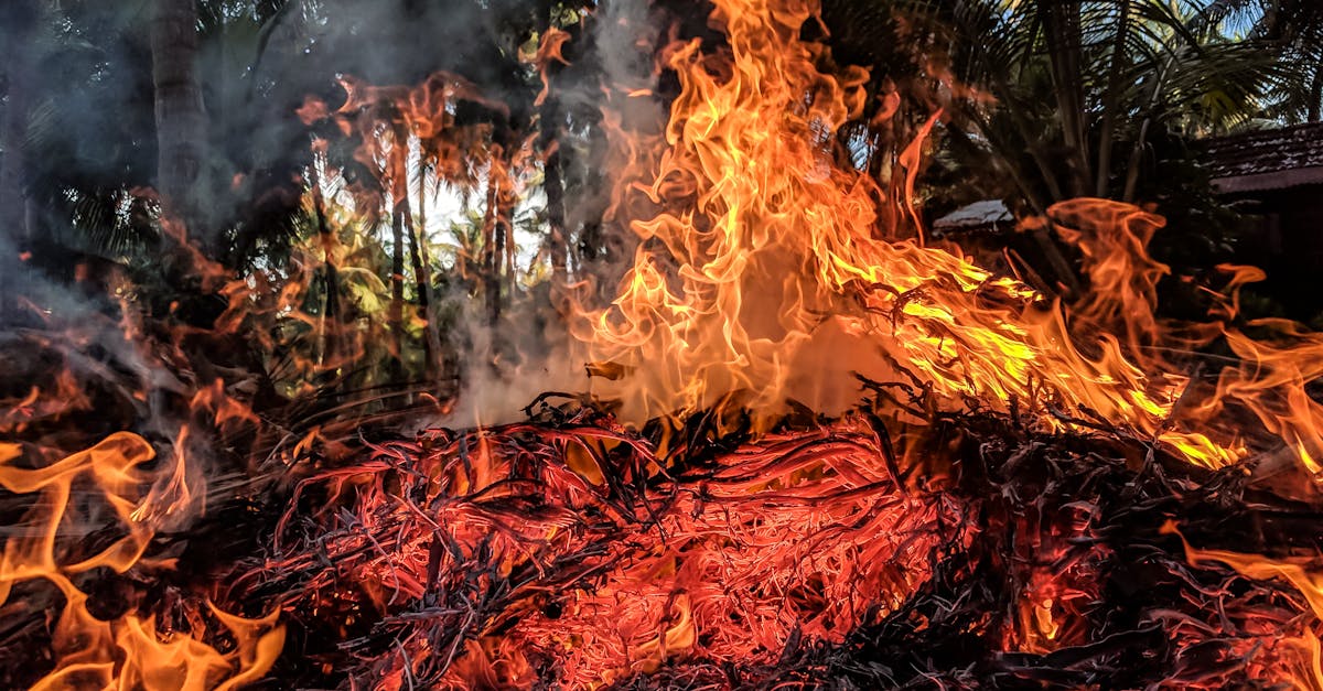 L’augmentation des incendies de forêt en raison des changements climatiques