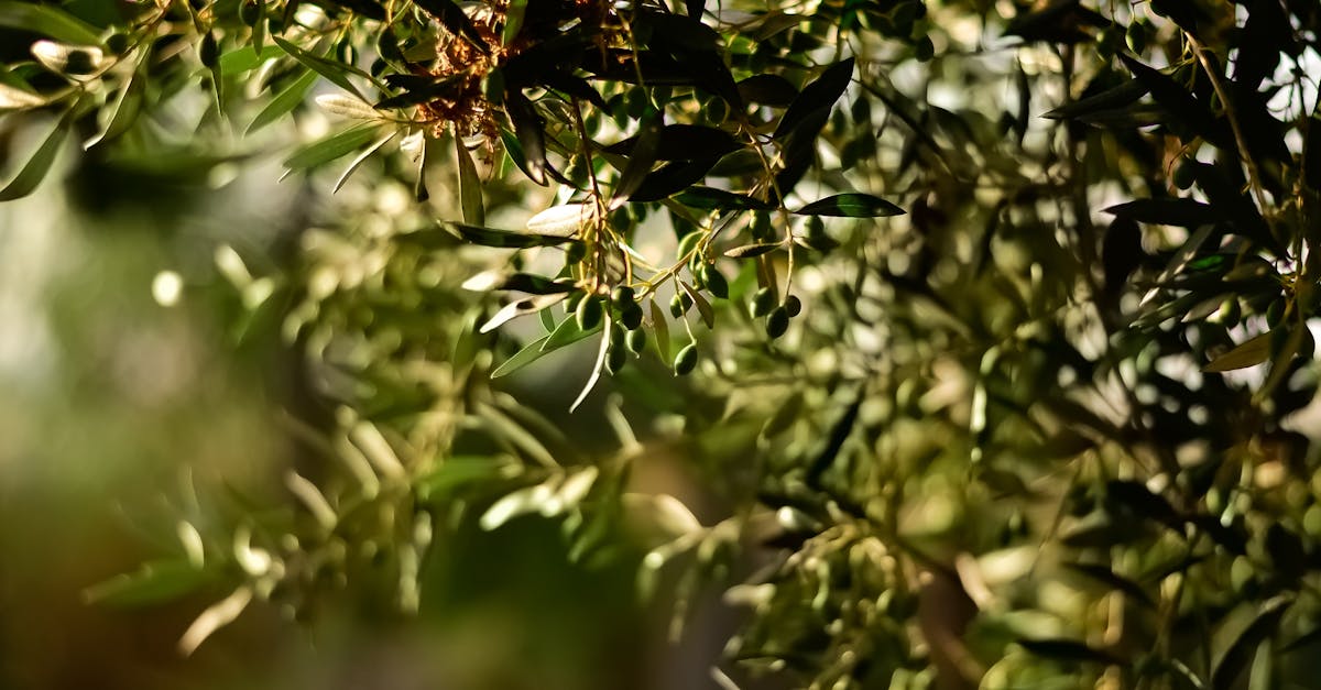découvrez l'univers des olives : bienfaits pour la santé, variétés, recettes savoureuses et astuces de dégustation. plongez dans le monde méditerranéen et apprenez comment ce fruit emblématique enrichit vos plats et votre santé.