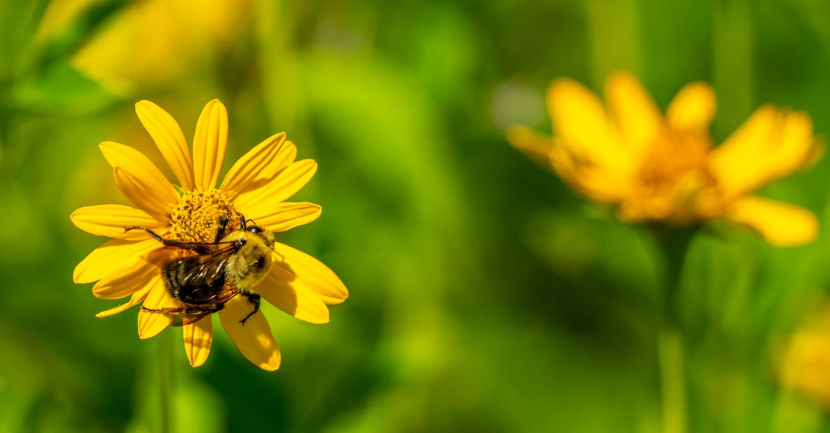 découvrez l'importance de la biodiversité pour notre planète et notre futur. explorez les richesses des écosystèmes, les menaces qui pèsent sur la diversité biologique et les actions à entreprendre pour préserver notre environnement.