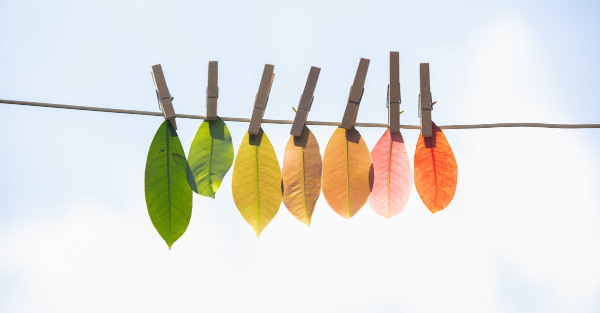 découvrez comment la transition écologique transforme notre manière de vivre et d'interagir avec notre environnement. explorez des solutions durables, des initiatives vertes et des pratiques écoresponsables qui contribuent à la protection de notre planète pour les générations futures.