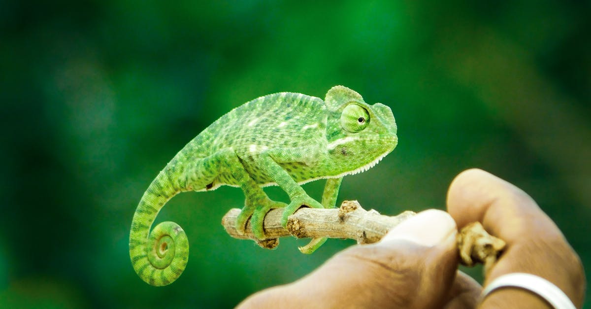 découvrez comment l'adaptation joue un rôle crucial dans notre capacité à évoluer et à surmonter les défis de la vie. apprenez des stratégies efficaces pour s'adapter aux changements et améliorer votre résilience personnelle et professionnelle.