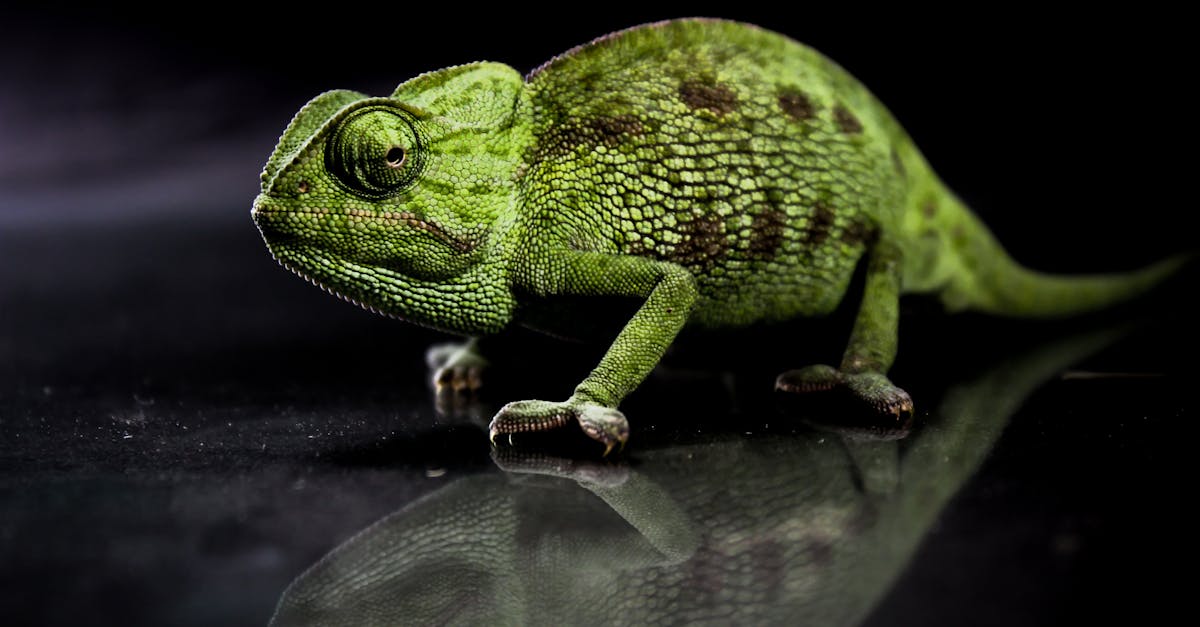 découvrez comment l'adaptation est essentielle pour la survie et le succès dans un monde en constante évolution. explorez les différentes stratégies et techniques pour s'ajuster aux changements environnementaux et sociaux.