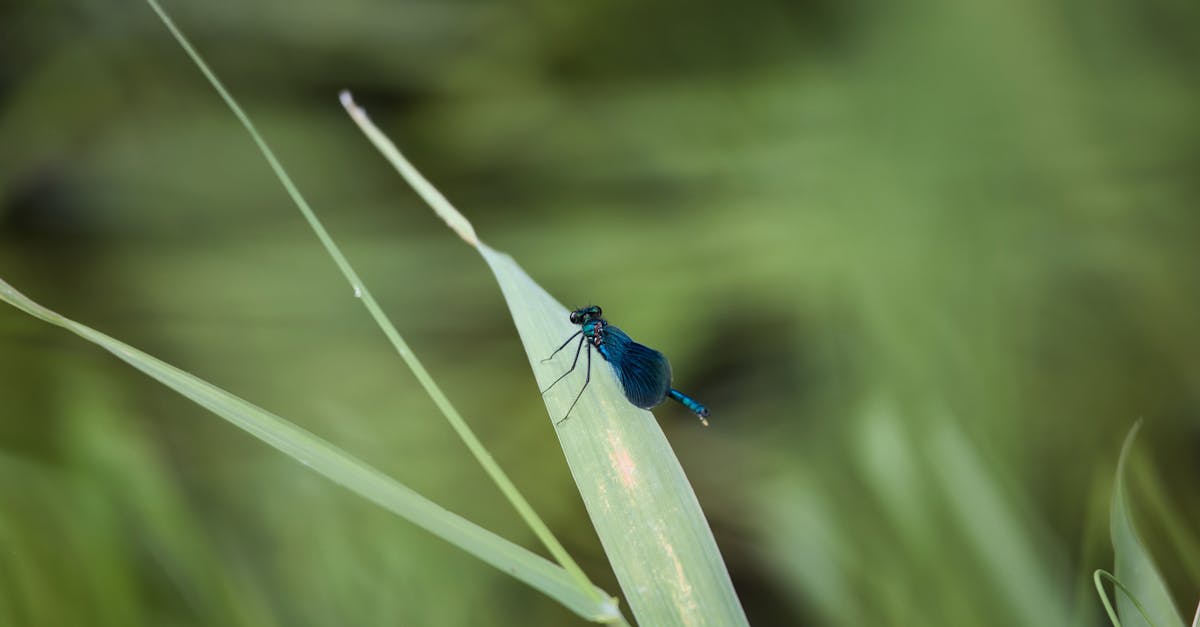 découvrez l'importance de la biodiversité et son rôle crucial dans l'équilibre des écosystèmes. apprenez comment chaque espèce, depuis les plus petites aux plus grandes, contribue à la santé de notre planète et explorez les défis de la préservation de cette richesse naturelle.