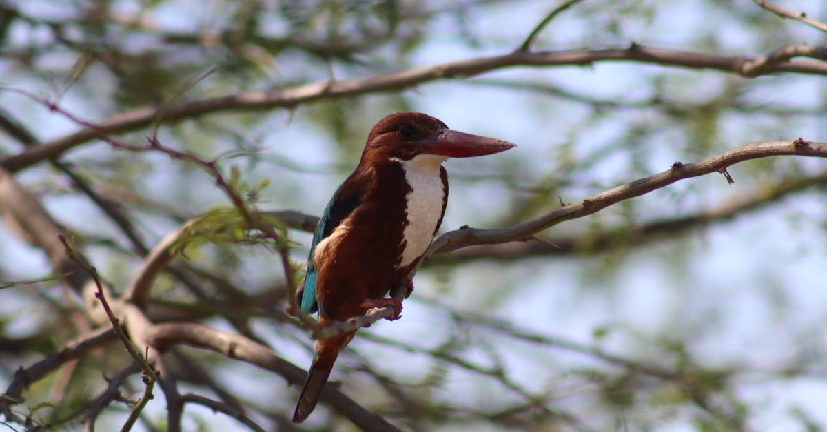 découvrez l'importance de la biodiversité pour notre planète. explorez les diverses espèces, leur habitat et les enjeux de préservation. engagez-vous pour un avenir durable grâce à la protection de notre écosystème.
