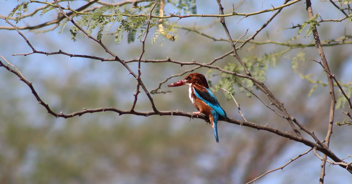 découvrez l'importance de la biodiversité pour notre planète. explorez les différentes espèces, leurs écosystèmes et les menaces qui pèsent sur notre patrimoine naturel. engagez-vous pour la protection de la biodiversité et apprenez comment contribuer à sa préservation.
