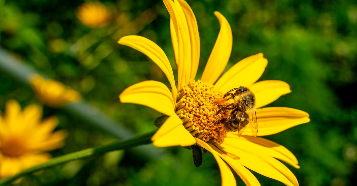 découvrez l'importance de la biodiversité pour l'environnement et notre avenir. explorez les différentes espèces, leur rôle dans les écosystèmes, et les actions que nous pouvons entreprendre pour préserver notre planète.