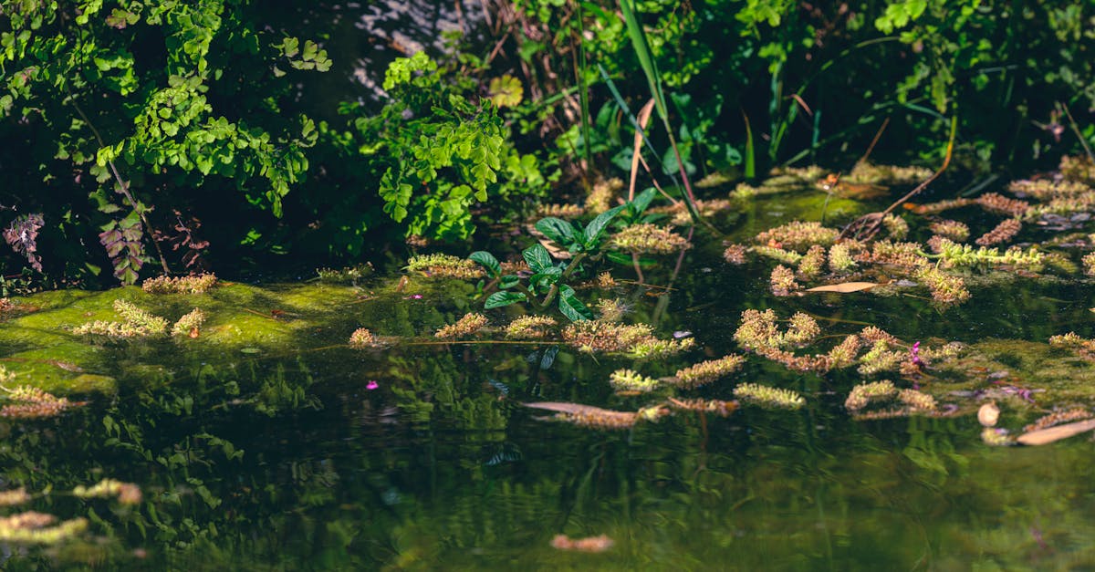 découvrez les enjeux du déni climatique : une analyse des causes, des conséquences et des solutions pour contrer cette idéologie. informez-vous sur l'importance de la science et de l'éducation dans la lutte contre le changement climatique.