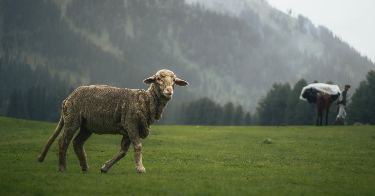découvrez les politiques climatiques essentielles visant à lutter contre le changement climatique. explorez les initiatives mondiales et locales qui permettent de protéger notre planète pour les générations futures.