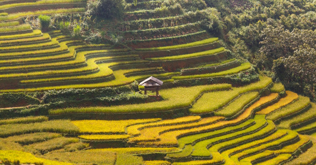 découvrez des cultures résilientes face au climat, essentielles pour garantir la sécurité alimentaire et la durabilité agricole. apprenez comment ces plantes innovantes s'adaptent aux changements climatiques et contribuent à un avenir meilleur pour notre planète.