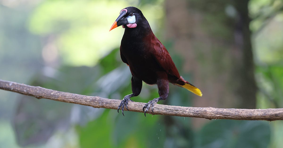 découvrez l'importance de la conservation pour préserver notre environnement et la biodiversité. explorez des méthodes durables pour protéger les ressources naturelles et assurer un avenir sain pour les générations futures.