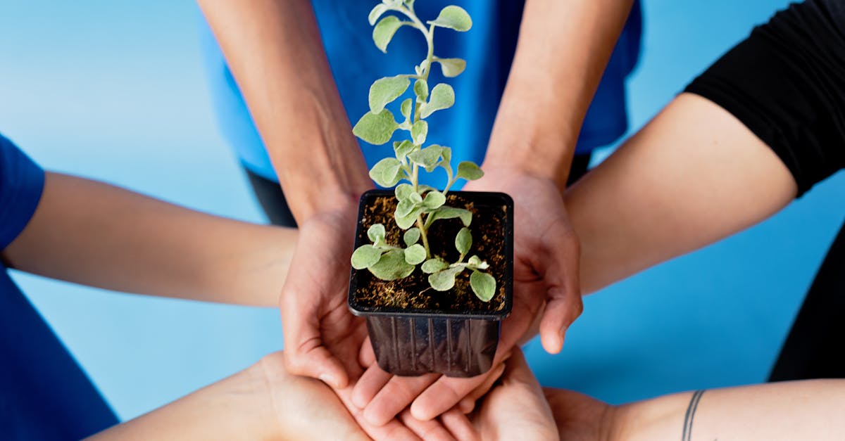 découvrez notre engagement envers l'environnement : des initiatives durables, des pratiques éco-responsables et une volonté de préserver notre planète pour les générations futures.