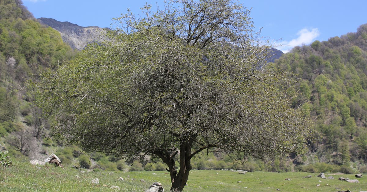 découvrez les principaux risques environnementaux qui menacent notre planète, leurs impacts sur la biodiversité et la santé humaine, ainsi que les solutions pour les atténuer. informez-vous sur l'importance de la durabilité et de la protection de notre écosystème.