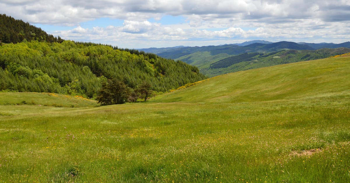 découvrez les merveilles des forêts : écosystèmes riches en biodiversité, havres de paix et sources vitales d'oxygène. plongez dans la beauté naturelle des forêts et comprenez leur rôle essentiel dans la lutte contre le changement climatique.