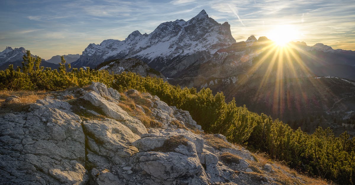 découvrez l'importance des forêts, ces écosystèmes riches en biodiversité qui jouent un rôle crucial dans la régulation du climat, la protection des sols et le maintien de la vie sauvage. explorez les différents types de forêts, leur biodiversité unique et les enjeux de la déforestation.